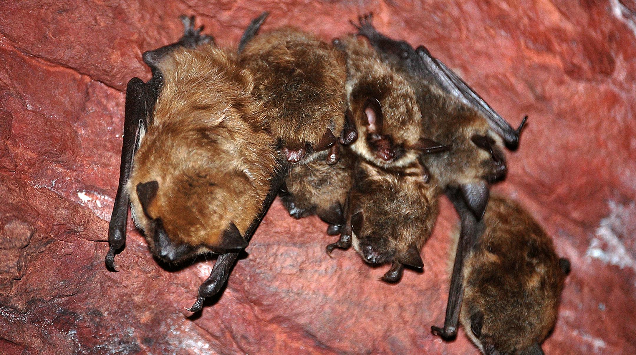 Saturday marked the end of Bat Week, which ended with a bat house workshop at the Minnesota Valley National Wildlife Refuge Center. It was one of numerous international events that collectively sought to build 5,000 total homes. EXTRA INFO: &#xec;The picture of the individual bat is a northern long-eared bat (newly listed under the Endangered Species Act as a threatened species- due to impact and effect of white-nose syndrome on species)&#xee; Credit: Jill Utrup, U.S. Fish and Wildlife Service.