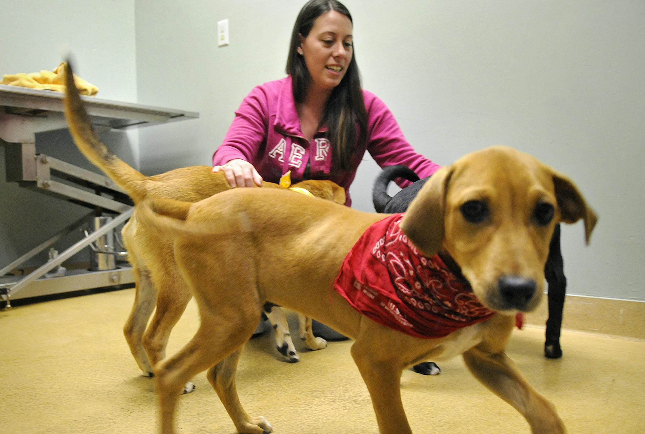 ADVANCE FOR WEEKEND EDITIONS MARCH 1-2 - In this Feb. 18, 2014 photo, Tri-County Humane Society Customer Service Manager Anna Stratton wrangles three dogs recently flown to the shelter from India to St. Cloud, Minn. Heather Bruhn-Worm had a hard time returning to Minnesota when her heart was in India with the stray puppies that adopted her. The Minnesota woman brought the six dogs back to the United States in February to give them a better life. She arranged to have three of them flown to the Tr