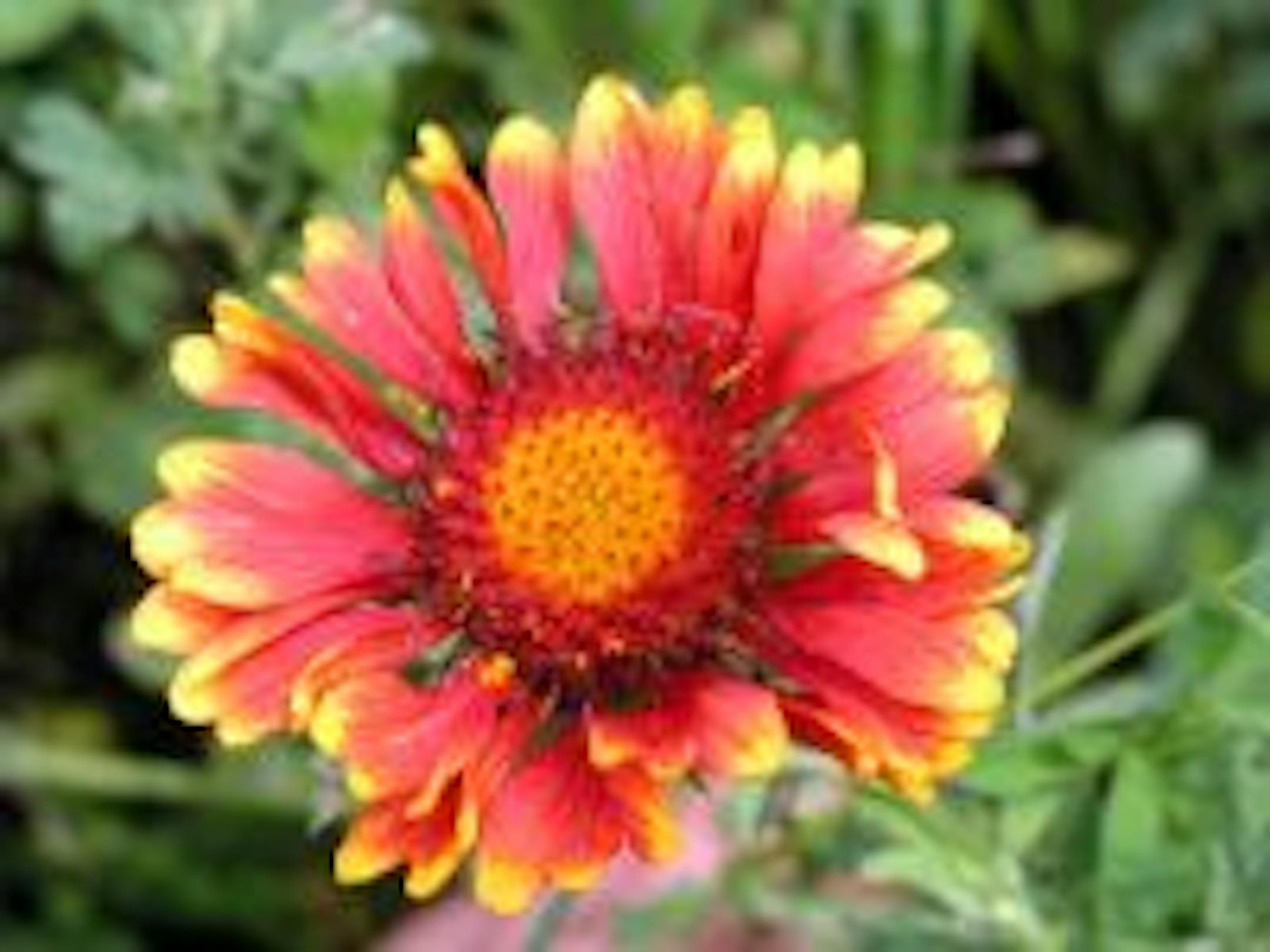 Flowers equal habitat . . . to bees and to birds.