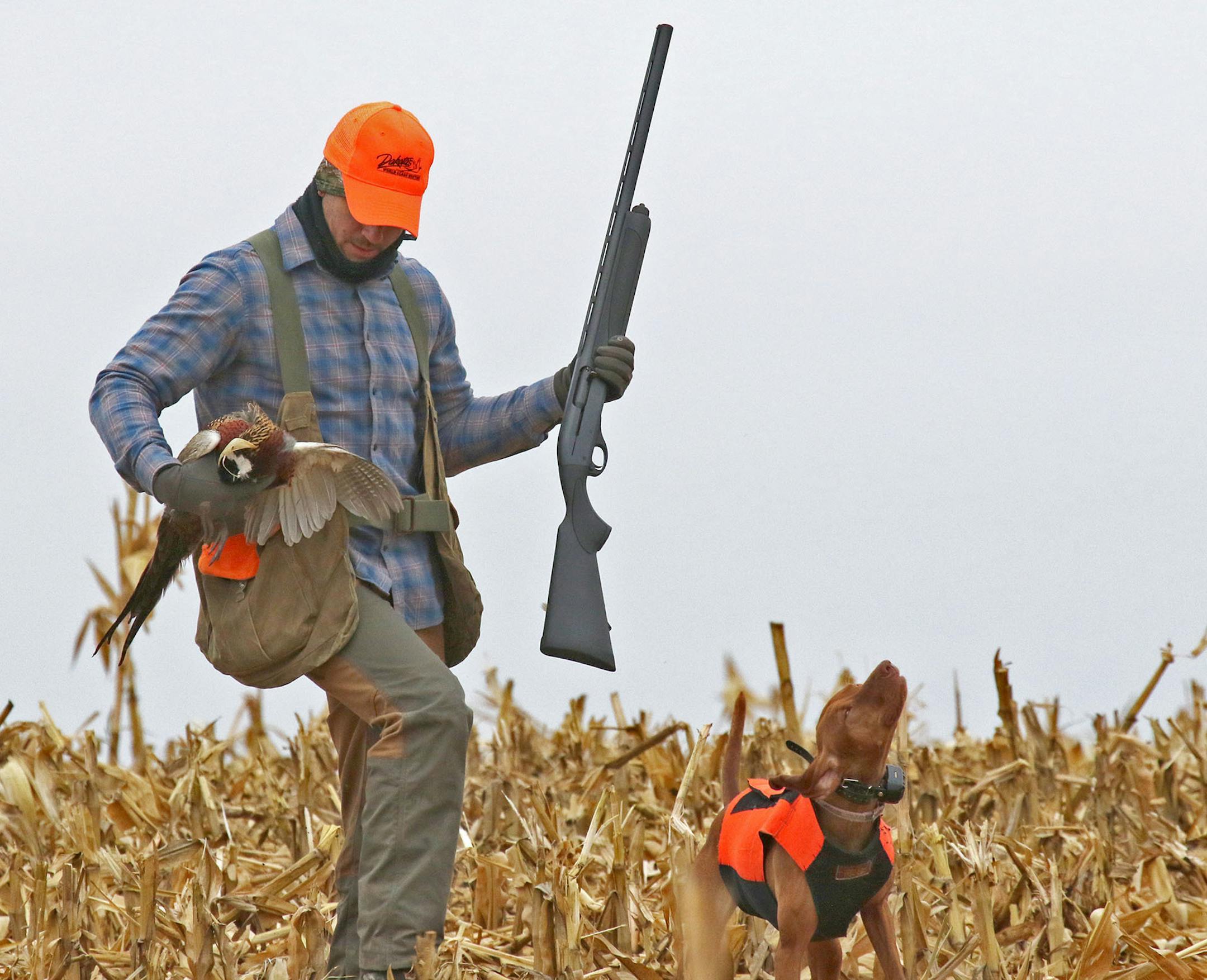 Mike Ward of Inver Grove Heights bags a rooster that flushed from a dried out swamp in a farm field near Hosmer, South Dakota, west of Aberdeen