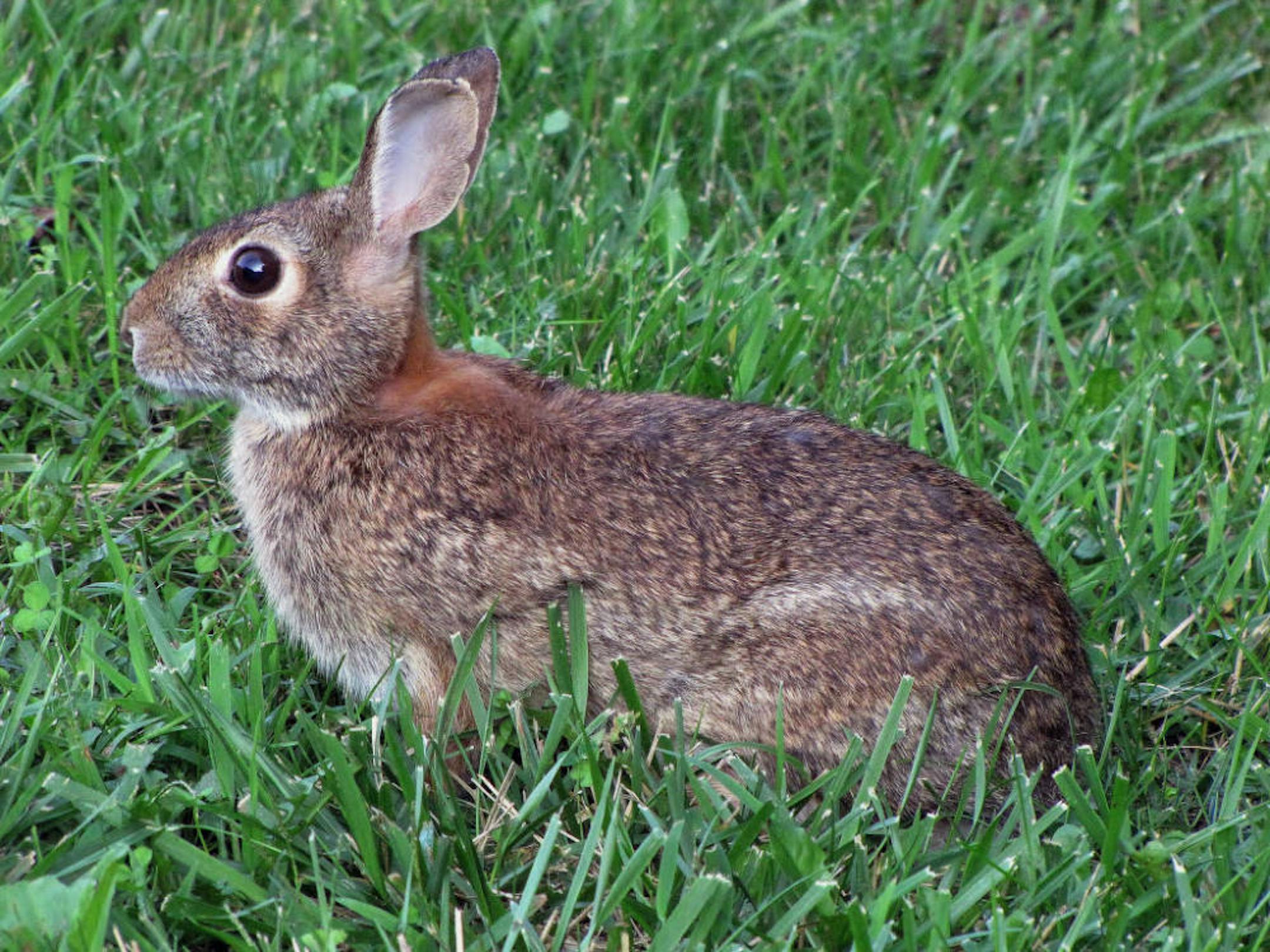 Cottontail