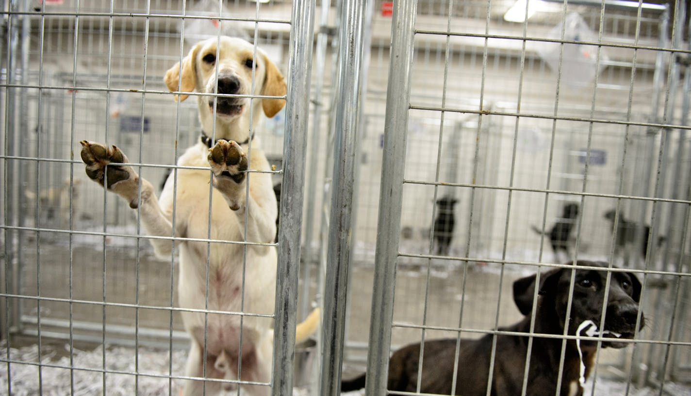 These Labrador retrievers are part of a group of 49 surrendered voluntarily to the Golden Valley Humane Society by a Carlton County breeder whose dogs had health issues. The dogs will need to be trained with people.