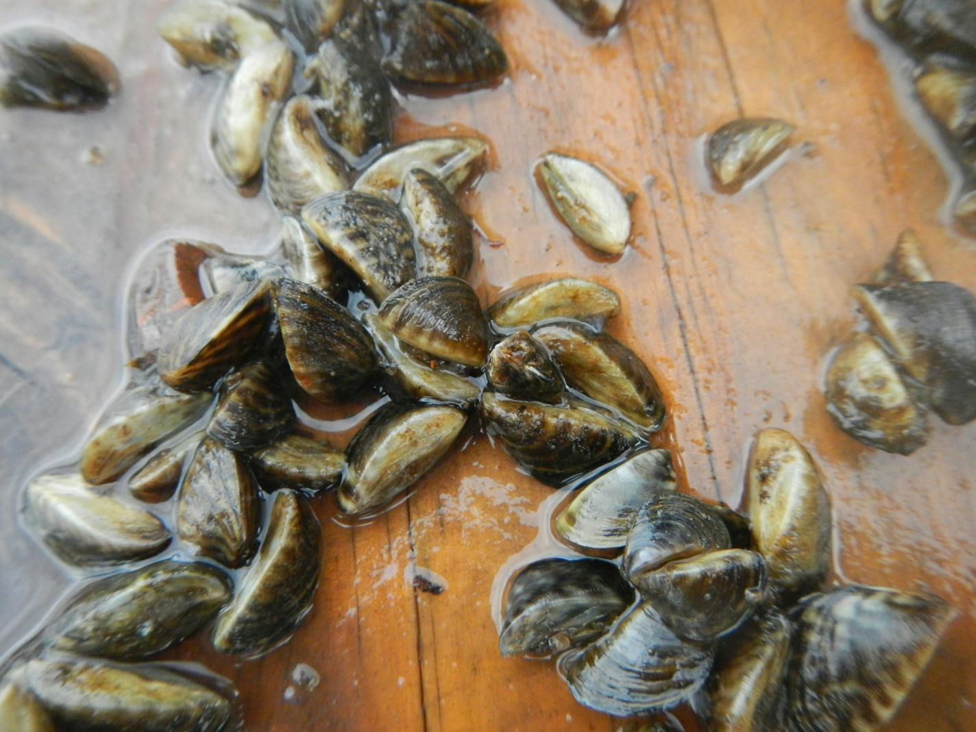 Zebra mussels were discovered in Lake Independence in the west metro. Photo from Monday, Sept. 29, 2014, courtesy of Rich Brasch of Three Rivers Park District.