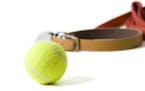 Dog collar with leash and a tennis ball on white background