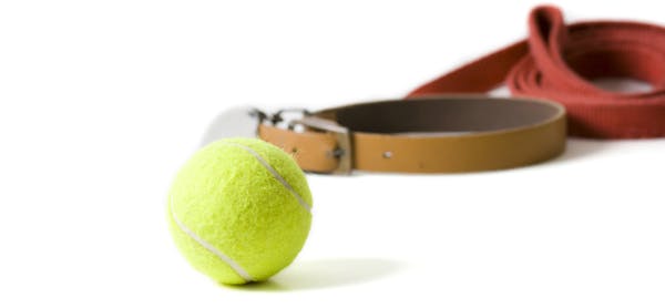 Dog collar with leash and a tennis ball on white background