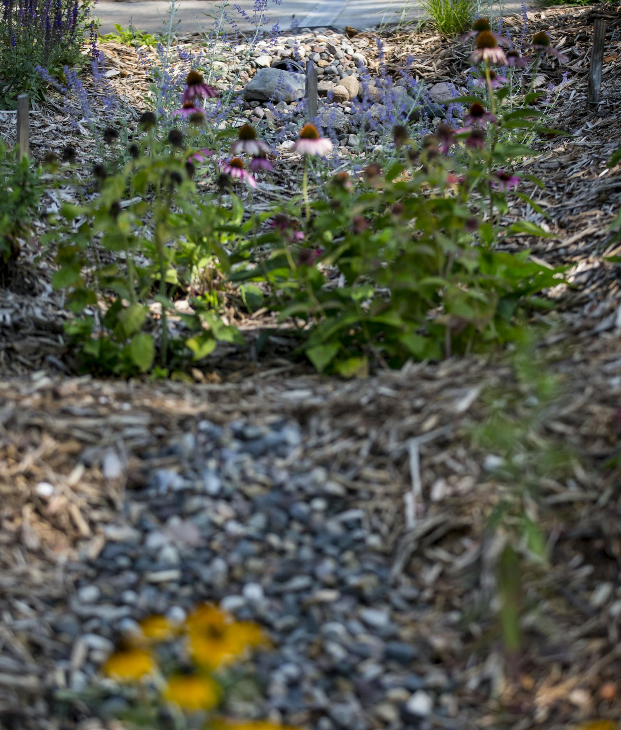 The rain garden consists of a gradual slope with rocks to help filter and break up the water flow.. ] ALEX KORMANN • alex.kormann@startribune.com Harsha Amin-Thom is a Master Water Steward who created a rain garden in her yard and is helping to instruct her neighbors and community on how to better harness rain water to be re-purposed to grow beautiful gardens. It is environmentally responsible and cost efficient using a rain drain and a gradually sloping garden to catch the water.