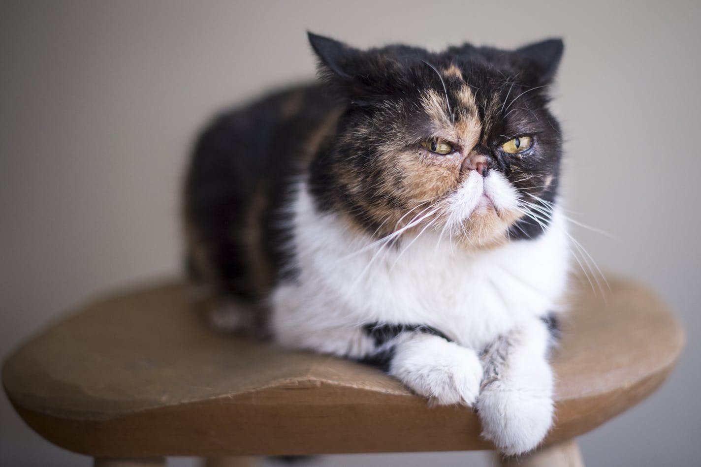 Pudge the Cat was photographed in the apartment of her owner, Kady Lone, on Thursday afternoon in Minneapolis. ] Aaron Lavinsky &#x2022; aaron.lavinsky@startribune.com In honor of the upcoming Internet Cat Video Festival, Kady Lone will talk about owning and developing an online persona for an Insta-famous cat named Pudge. Lone and Pudge were photographed Thursday, July 30, 2015 in Minneapolis.