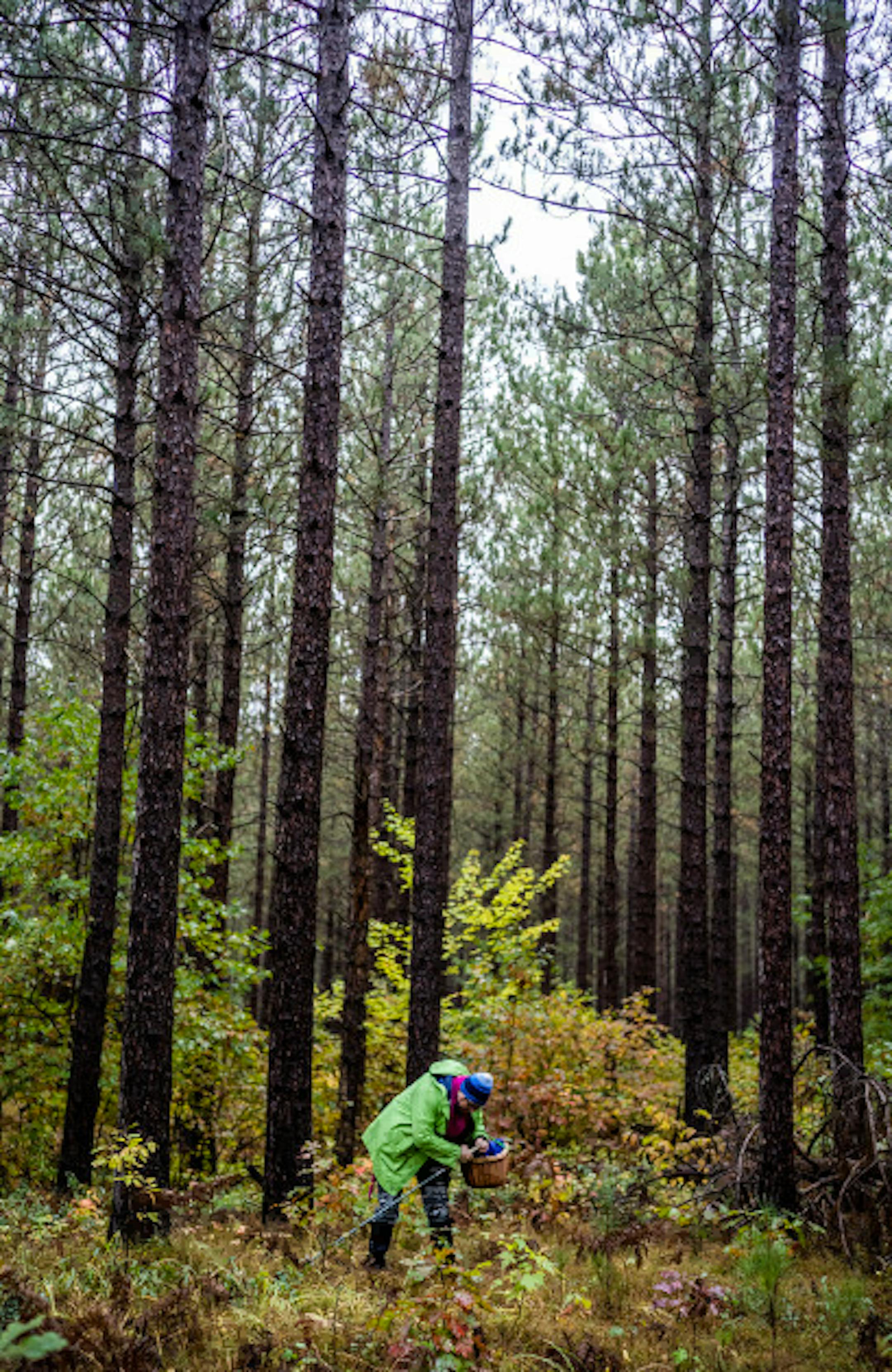Johnson has a knack for finding forest edibles.