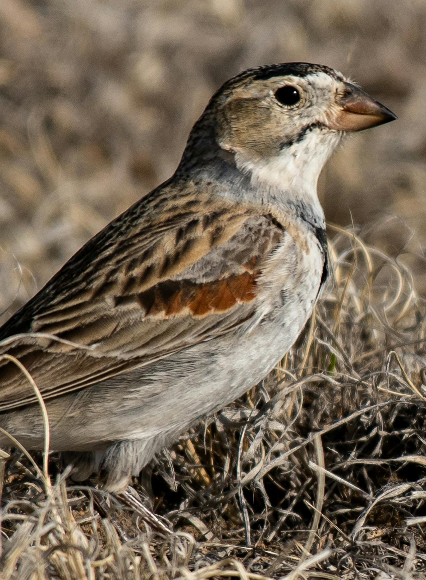 A McCown's longspur is now called the thick-billed longspur, which helps identify it.