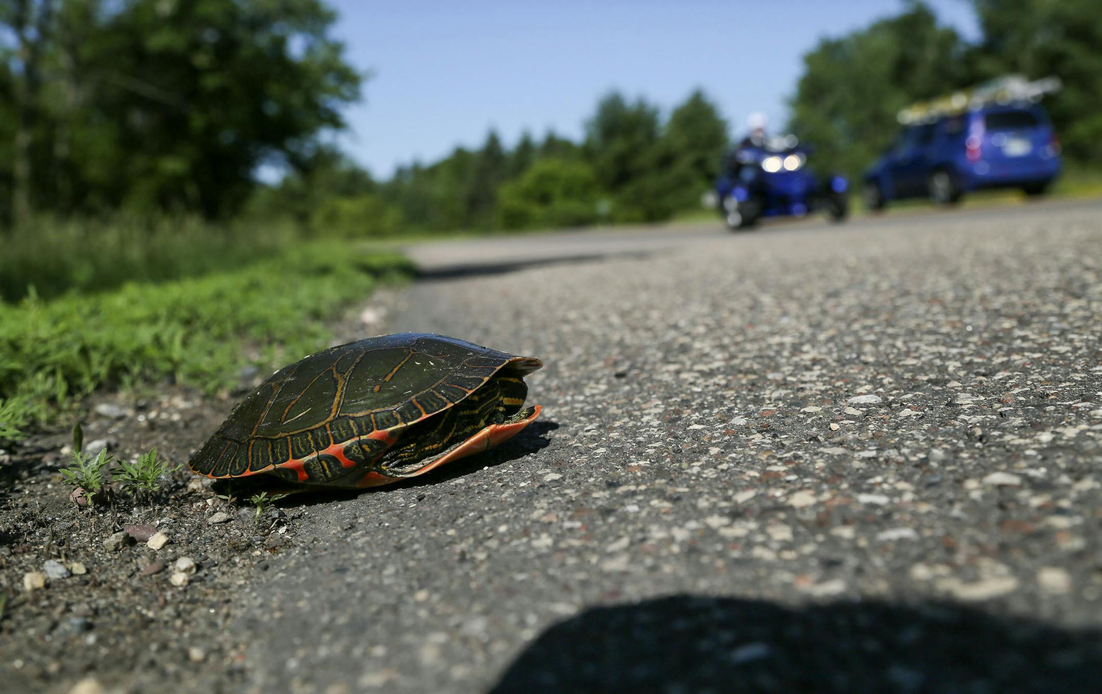 A painted turtle hunkers down on the highway, waiting for traffic to thin before crossing Tuesday, June 24, 2014, near the Columbus Lake Conservation Area near Forest Lake, MN.] (DAVIDJOLES/STARTRIBUNE) djoles@startribune. Eagles soar, deer graze and turkeys waddle around one of the newest and most prized pieces of wetland, woods and prairie habitat bought with state Legacy Amendment funds in northeastern Anoka County. The 258-acre chunk of wilderness, now called the Columbus Lake Conservation A