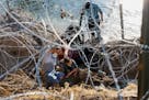 A family desperately burrows through razor wire in an effort to cross the U.S.-Mexico border along the Rio Grande in Eagle Pass, Texas.
