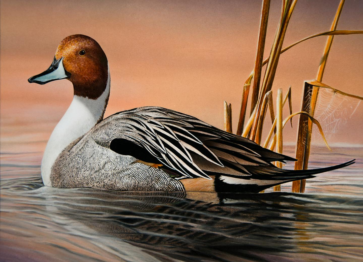 Duck Stamp another feather in artist s cap