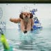 Sophie, a mini goldendoodle, dives into the pool after a retrieving toy. Sophie lives with Garrett Johnson of Pine Island.
