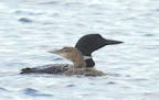 An adult common loon and a juvenile loon on water.