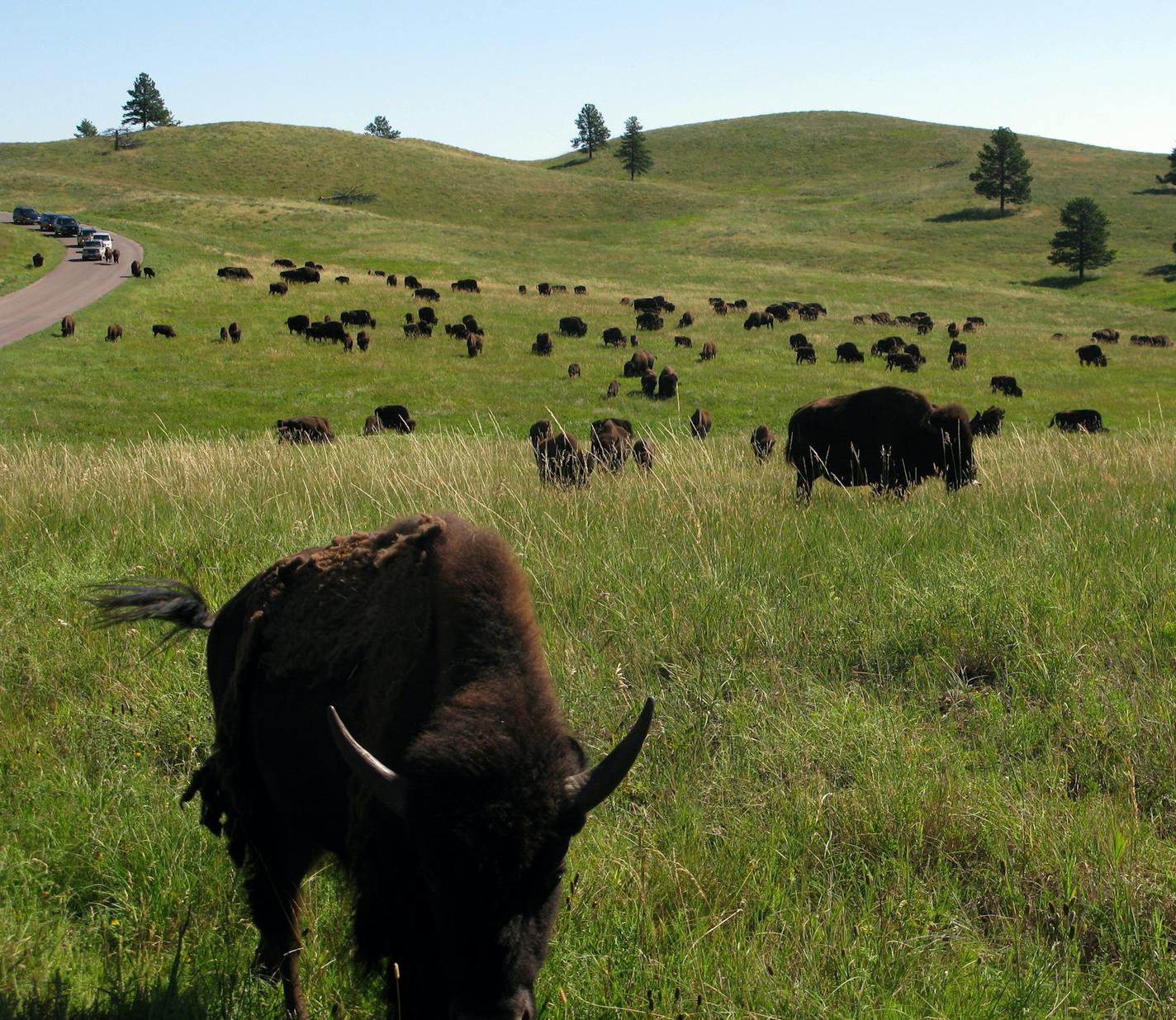 James Eli Shiffer *startribune Custer State Park, SD 2010 ] The wildlife loop road is the ideal spot for a South Dakota Black Hills safari, as the resident herd of 1,500 bison tend to graze on the prairie here.