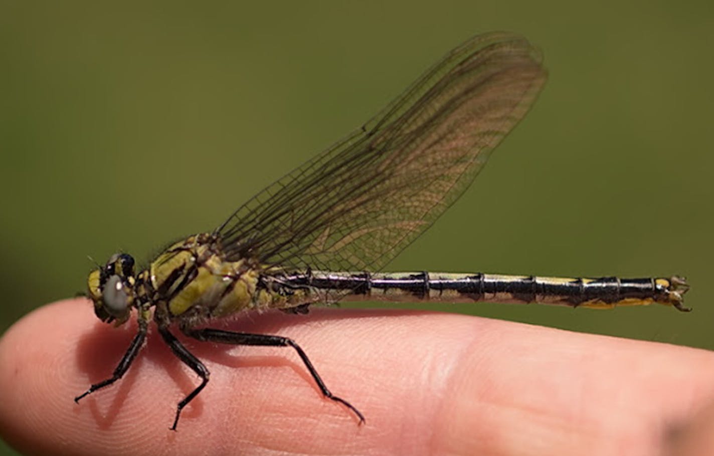 horned clubtail