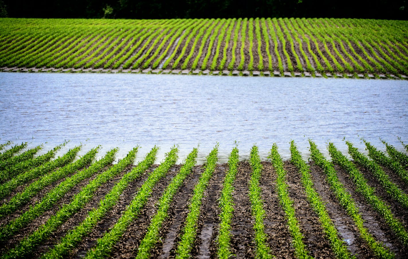 A cornfield lay partly under water from torrential rains the night before near Mankato, where many crops could be damaged.