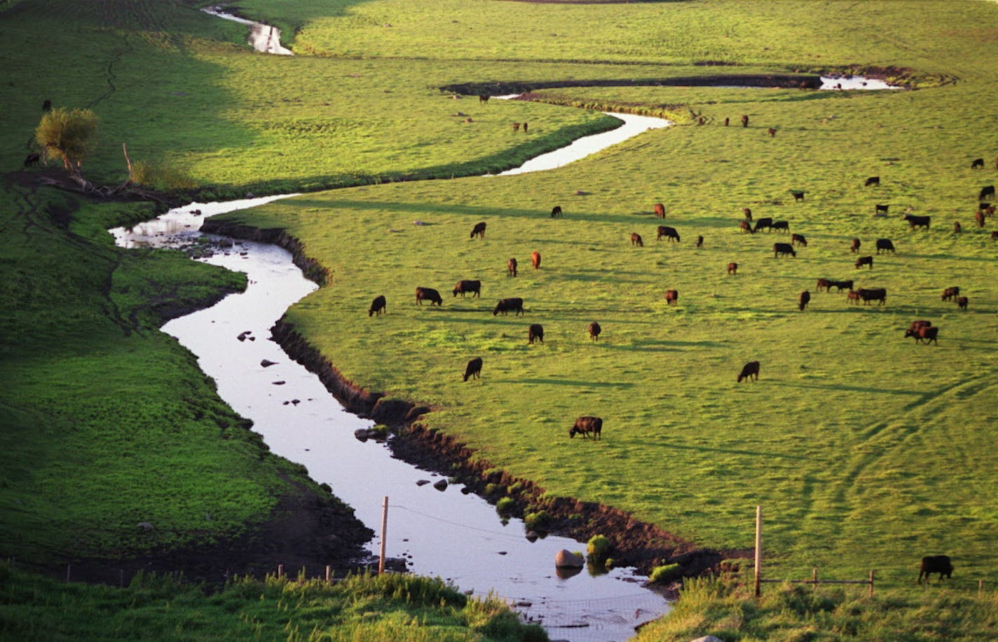 Cattle graze along the bank of Beaver Creek near Redwood Falls, Minn. A buffer strip of grass would help reduce harmful runoff and improve water quality.