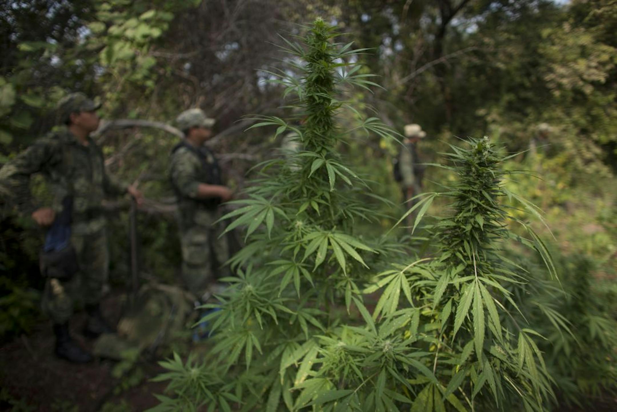 Mexican soldiers who discovered a drug cartel's marijuana plantation stood guard last month before burning the plants.