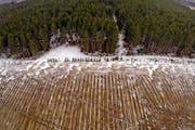 A Jan. 28, 2015 aerial photo shows an agricultural field, in Sebeka, Minn. The mixed pine forests of central Minnesota are rapidly being replaced to g