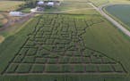 Seth and Randy Spronk of Pipestone County carved this cornfield into a map of Minnesota and all its counties for the upcoming Rock River Pumpkin Festi