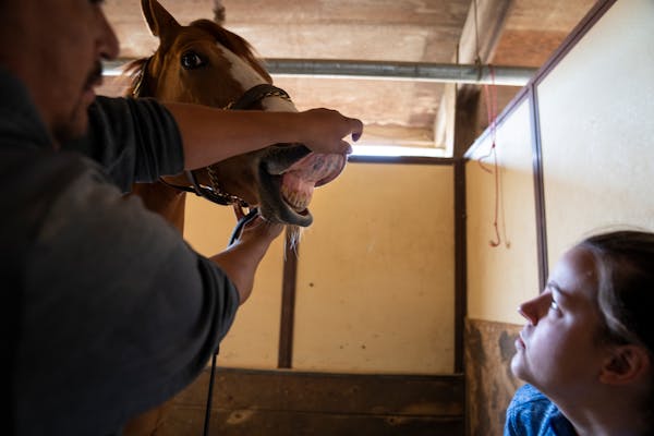 Veterinarian Dr. Rebecca Butler checks the tattooed ID inside the lips of the horse Hot Shot Kid while performing exams on horses that have not raced 