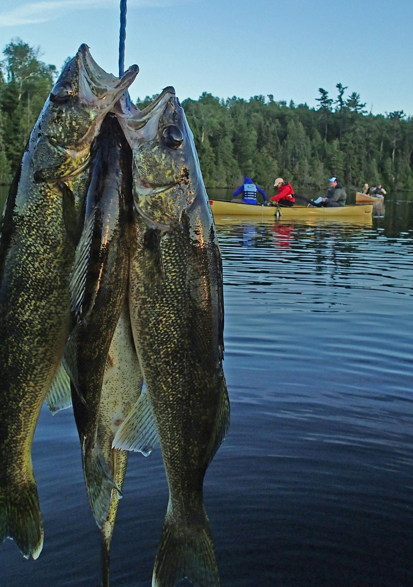 Eating size walleyes between 15 and 20 inches were taken on slip bobbers in the BWCA as the sun was begining to set. The anglers portaged from East Bearskin Lake, where they headquartered at Bearskin Lodge.