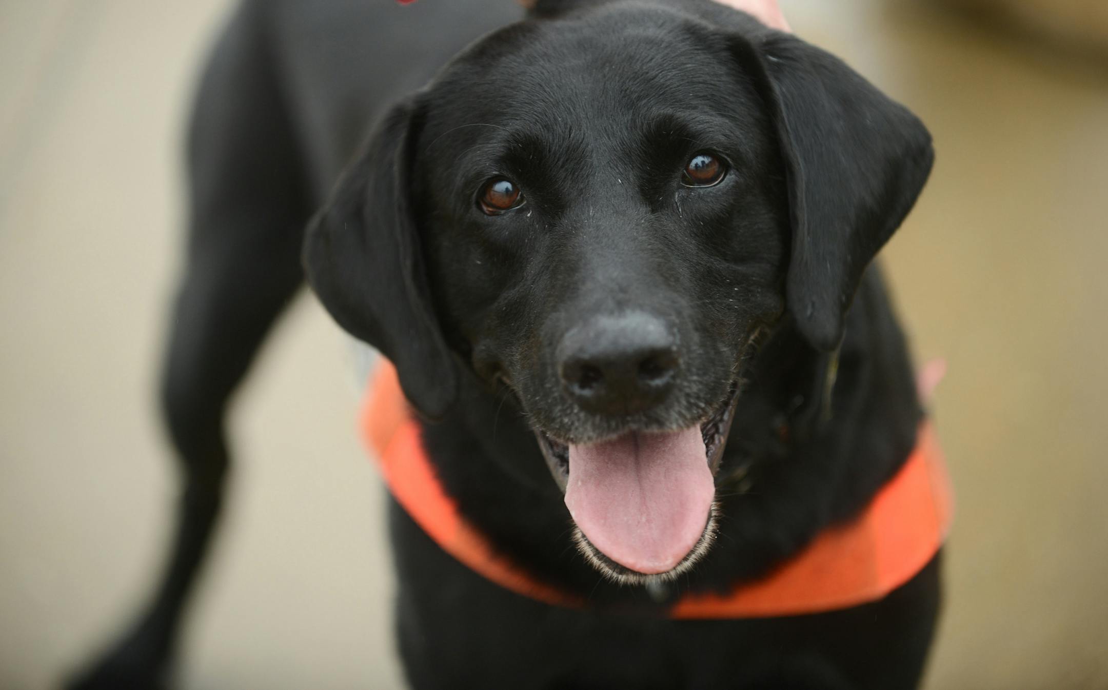 TSA explosives-detection dog Howard, seen at Reagan National Airport in 2018, has the floppy ears that the agency says it is increasingly seeking out. MUST CREDIT: Photo for The Washington Pos by Astrid Riecken ORG XMIT: 132.0.738038288
