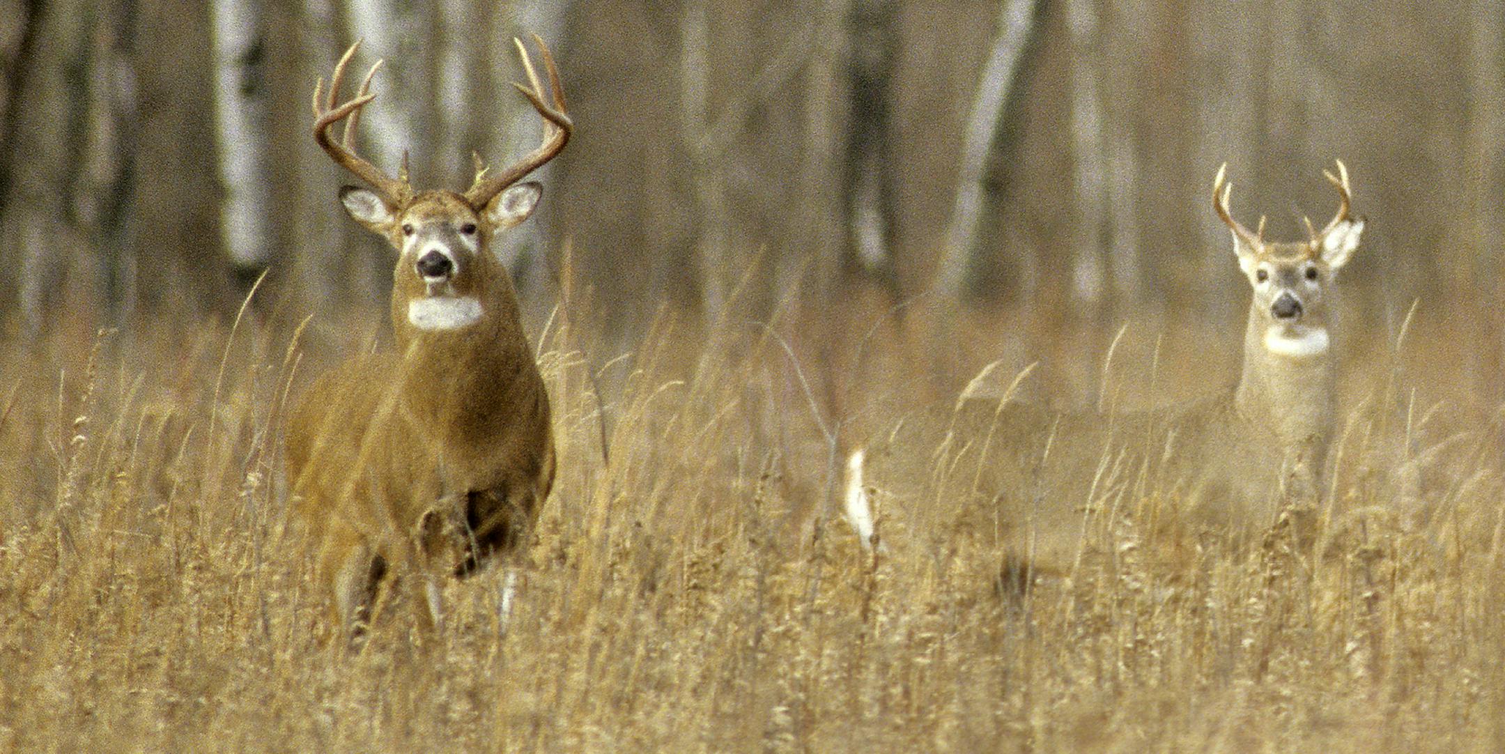 Minnesota deer hunters want a reconfigured management system by the Department of Natural Resources to yield not only more deer, but more big bucks.