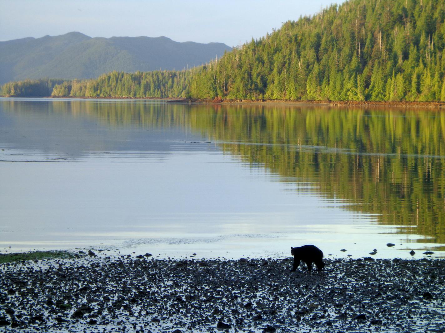 A black bear hunts for mussels along a beach in Gwaii Haanas National Reserve on Haida Gwaii, off the coast of British Columbia, Canada. Photo by Diane Mancini, special to the Star Tribune