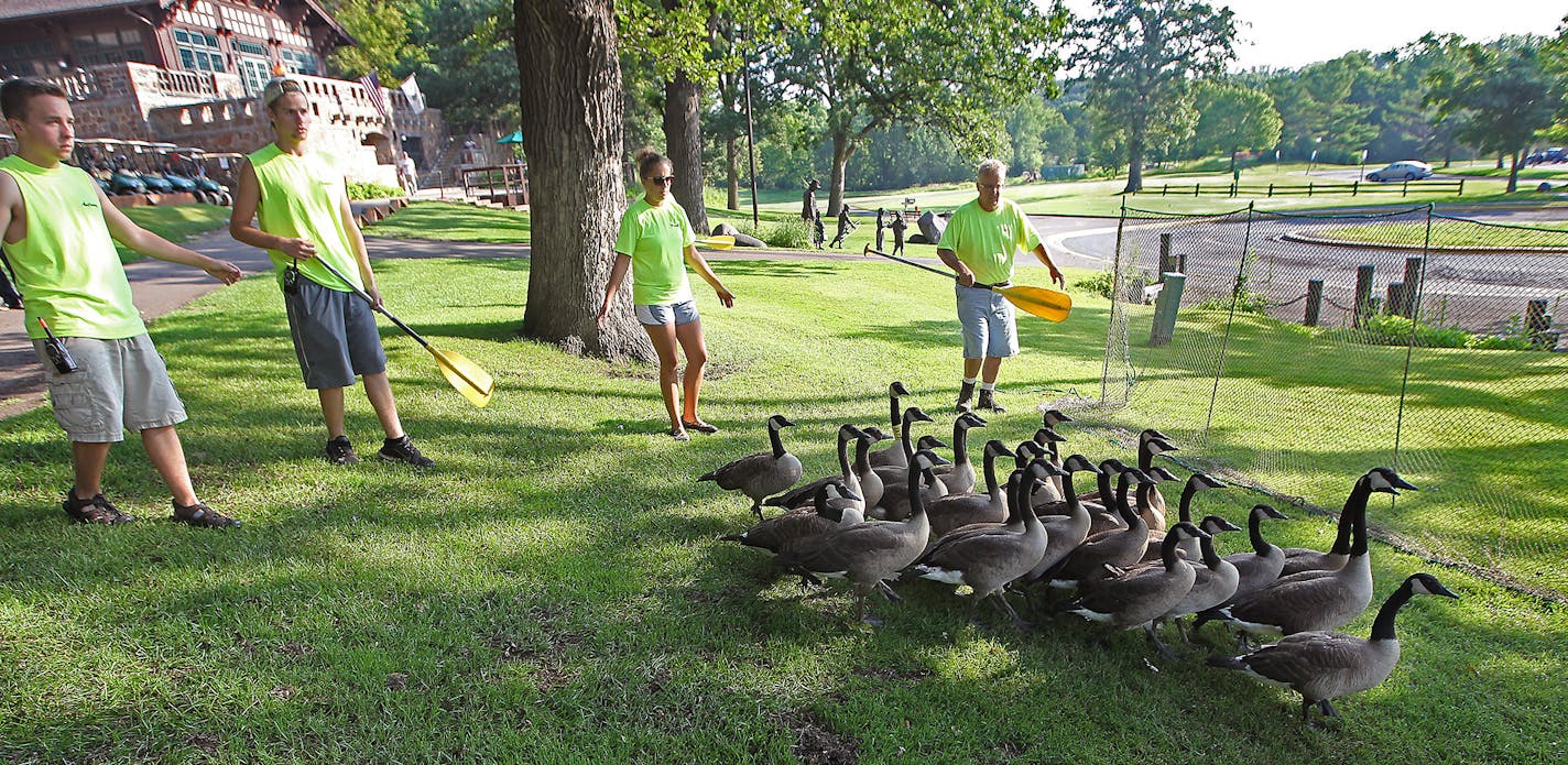 Tom Keefe of Canada Goose Management, far right, and members of his staff rounded up Canada geese near the Theodore Wirth Golf Course clubhouse earlier this month.