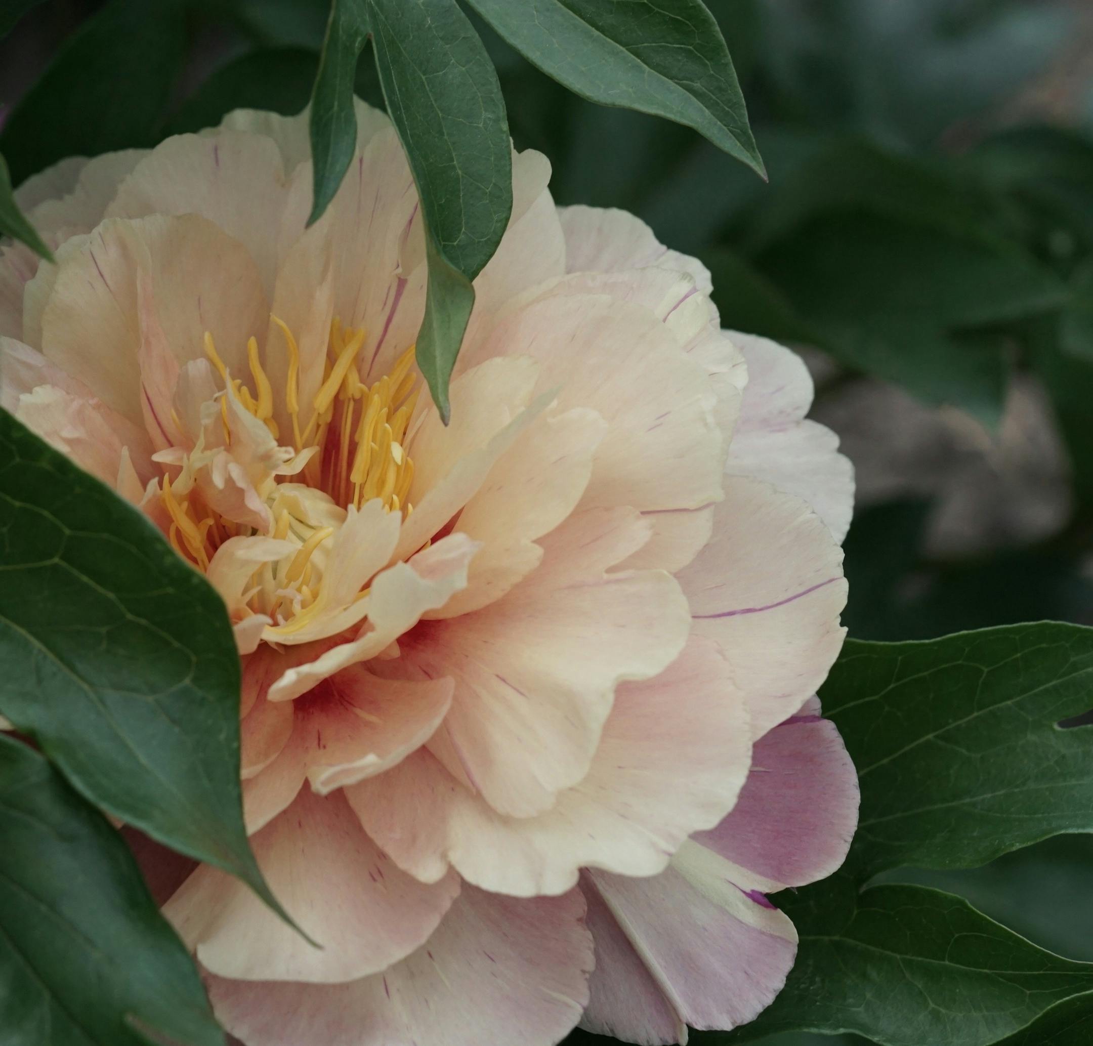 Get growing tips and gaze at hundreds of blooms at Swenson Gardens Peony Field Days