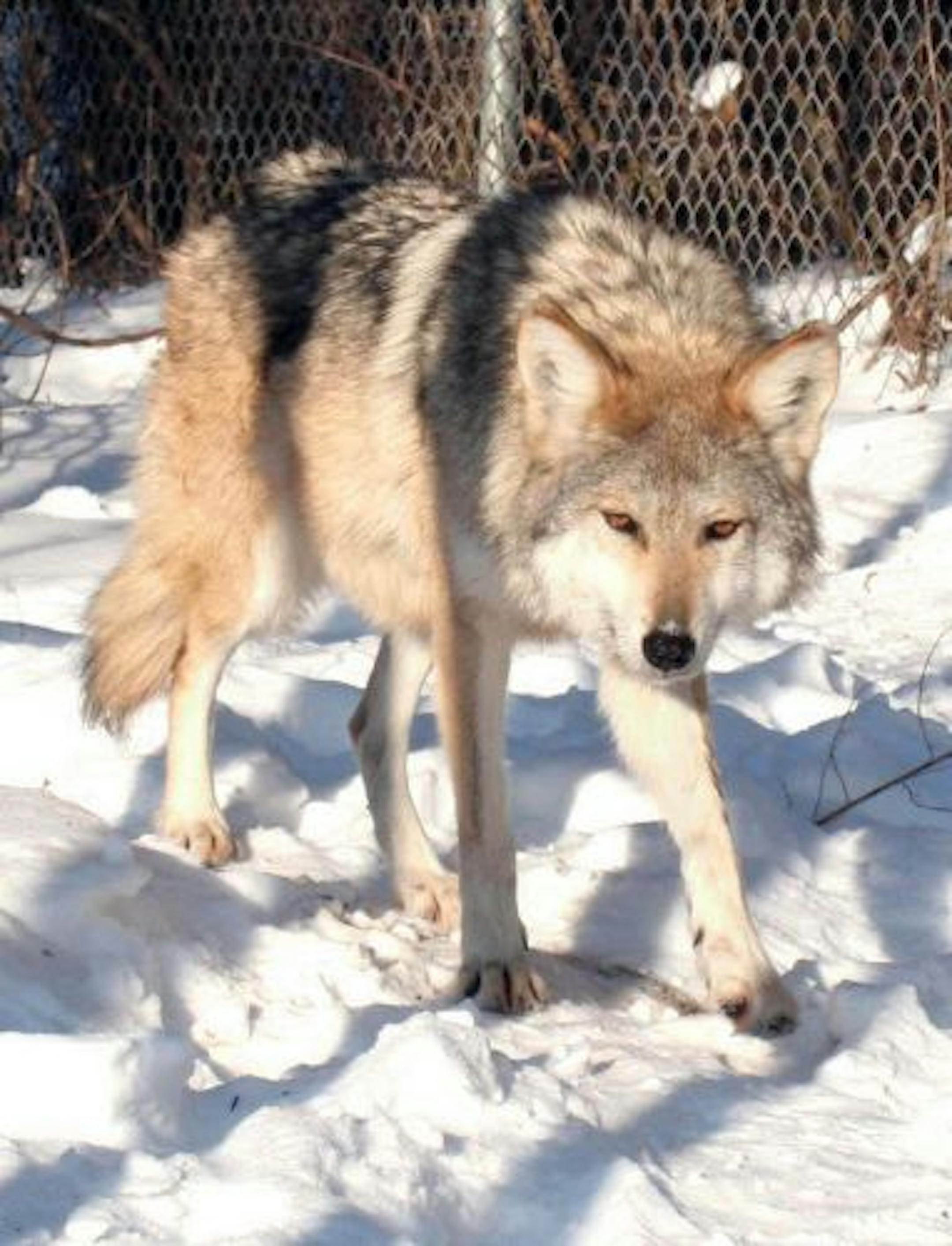This photo was taken before the Mexican gray wolf was let loose when someone broke into the Wildlife Science Center in Forest Lake Sunday night and pried open a wolf enclosure.