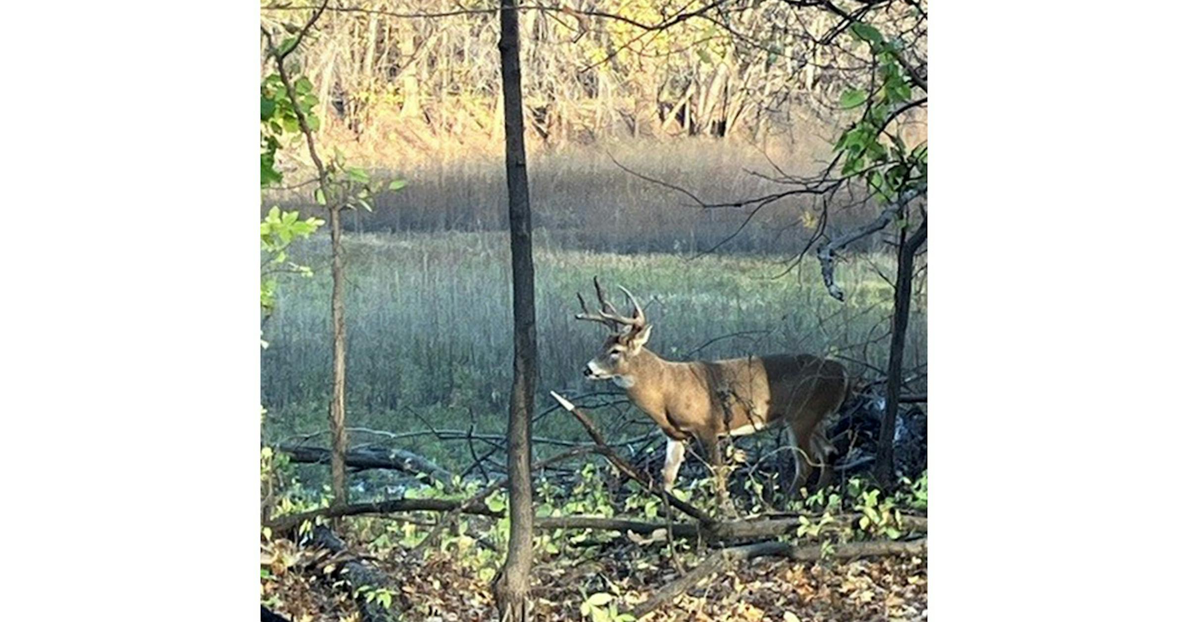 Minnesota’s 2024 deer hunt in pictures Minnesota’s 2024 deer hunt in pictures