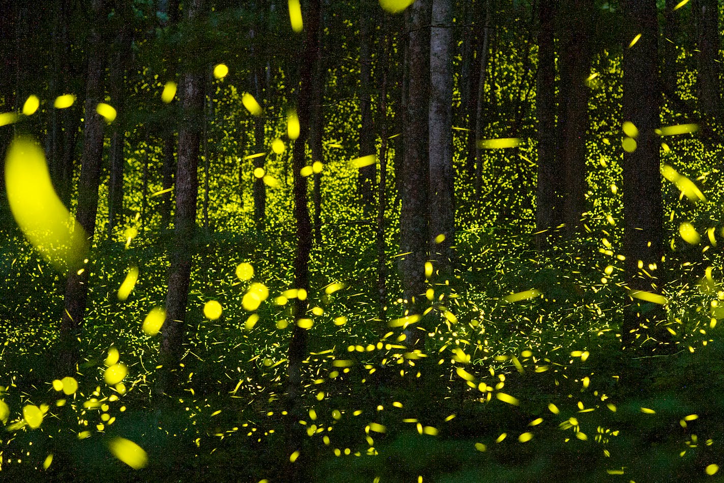 Synchronous fireflies light up the trees along a trail at the Elkmont Campground in the Great Smoky Mountains National Park on June 3, 2019. (Angeli Wright/Asheville Citizen Times via AP)