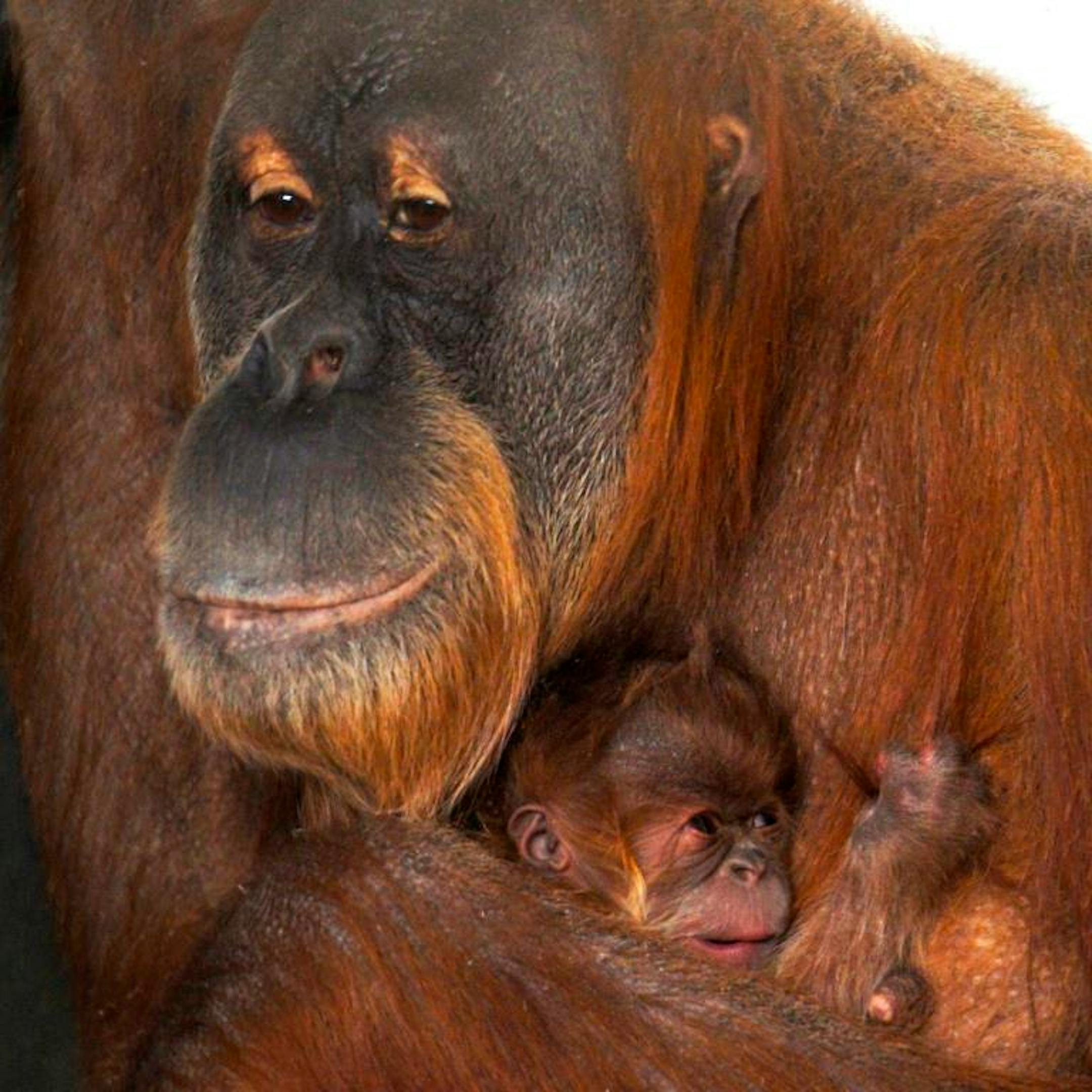 Como Zoo orangutan Markisa bonds with her newborn. The zoo is asking people to vote on a name for the baby.