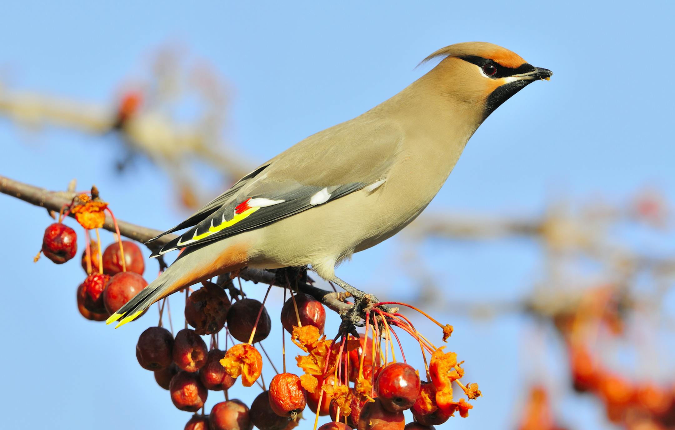 A bohemian waxwing pauses while feeding on crabapples on a winter's day.