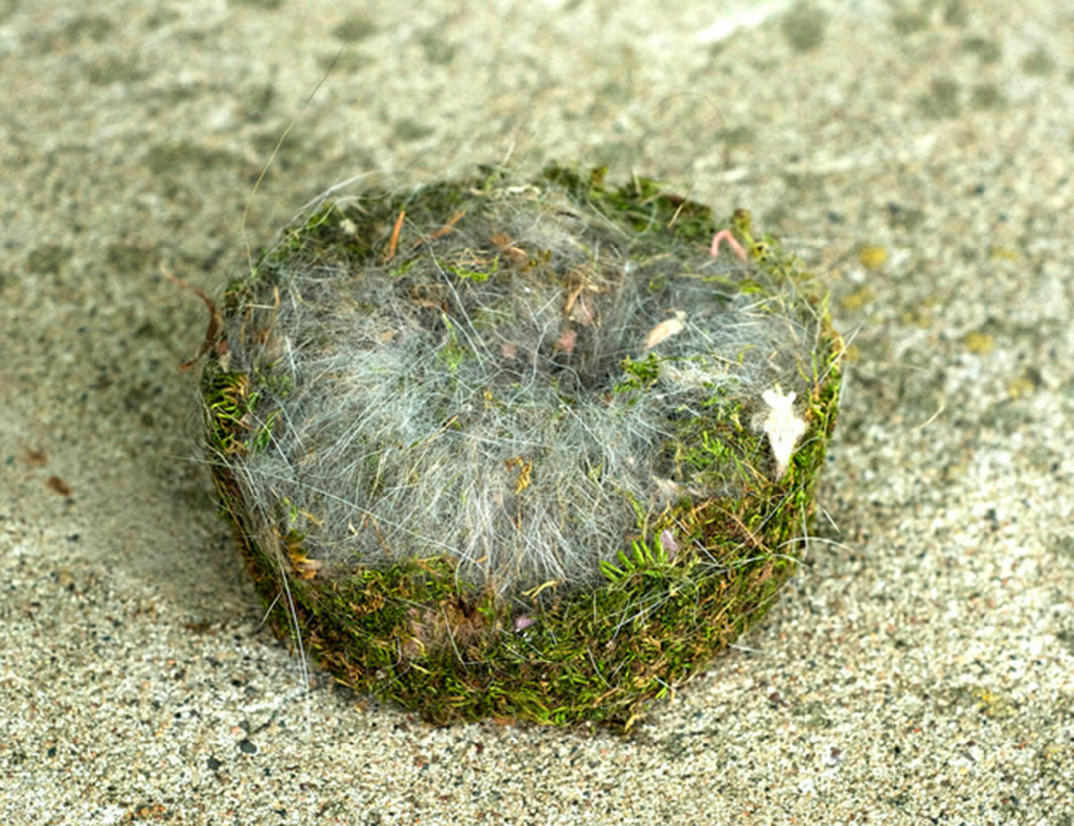 A perfectly round chickadee nest with evergreens on the outside and a small round hole in the center. It looks almost like a cake mold in shape.