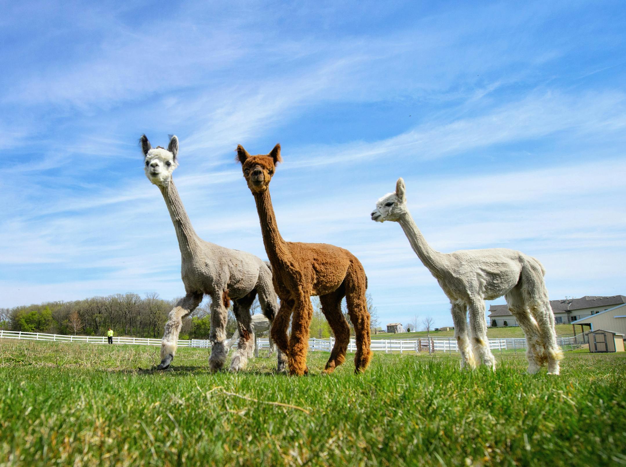 Ruth Kincade watched from a distance as her alpacas grazed in the pasture. ] GLEN STUBBE * gstubbe@startribune.com Thursday, April 30, 2015 Ruth Kinkade says she's retired. But she also says that she has the ideal job. She bought a farm, where the 69-year-old is raising alpacas. She spins the fleece into a variety of products, including blankets and hats, that she sells online.