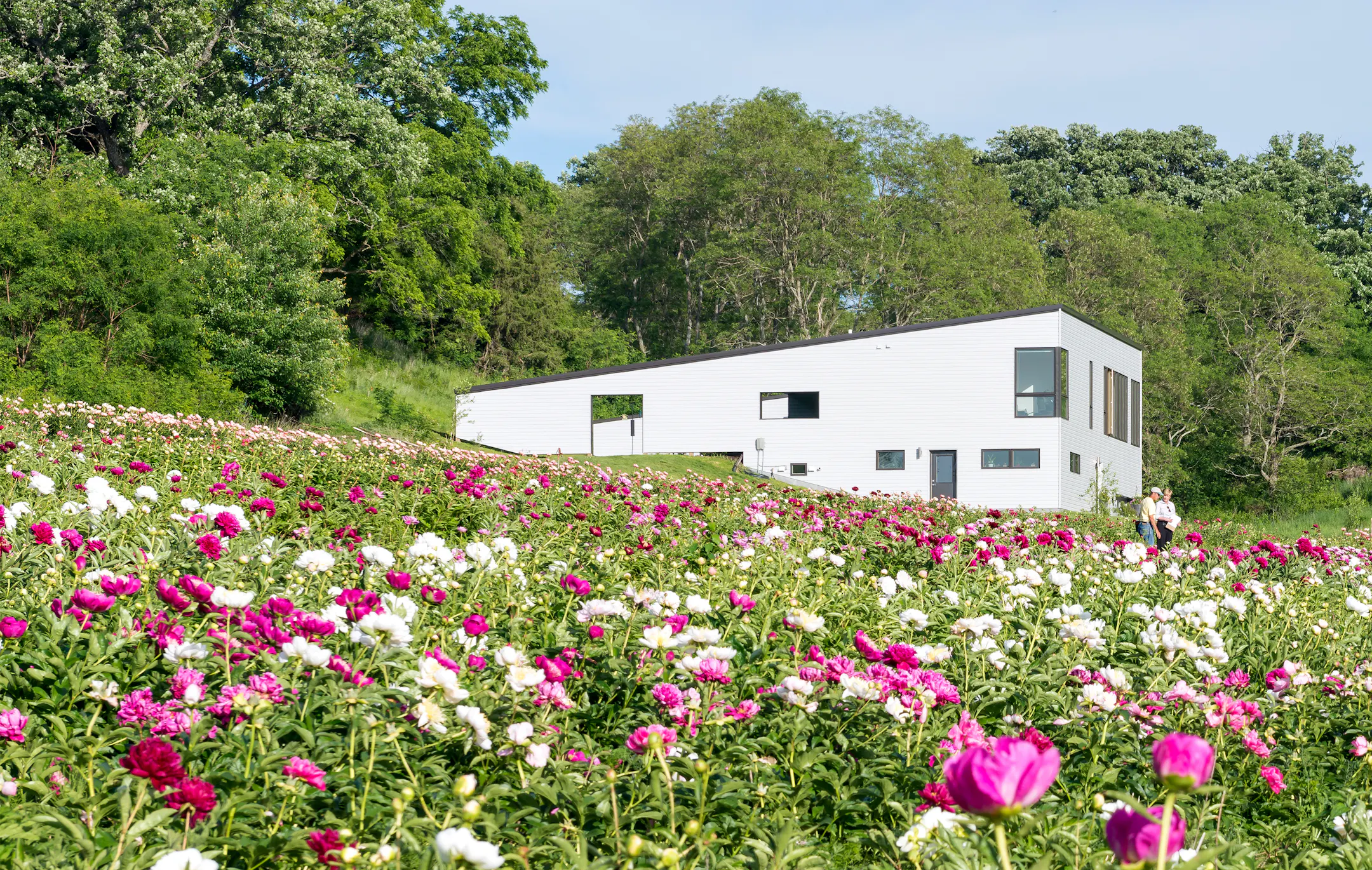54-acre Minnesota peony farm lists for $1.495 million