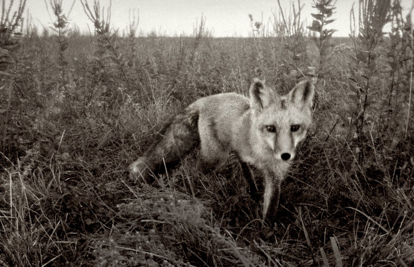 Brandenburg was 14 when he took a $3 camera to Blue Mounds State Park. He'd learned to squeak like a mouse to attract fox, " I squeaked and squeaked, then peeked up and shot the picture quick. I don't know who was more surprised -- me or the fox." It would become his first published photo.
Photo by Jim Brandenburg, see more of his work on E10-11