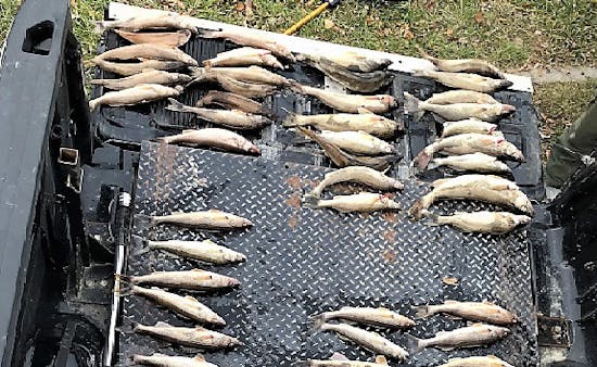 DNR: Walleye poachers near Baudette were 48 fish over their limit