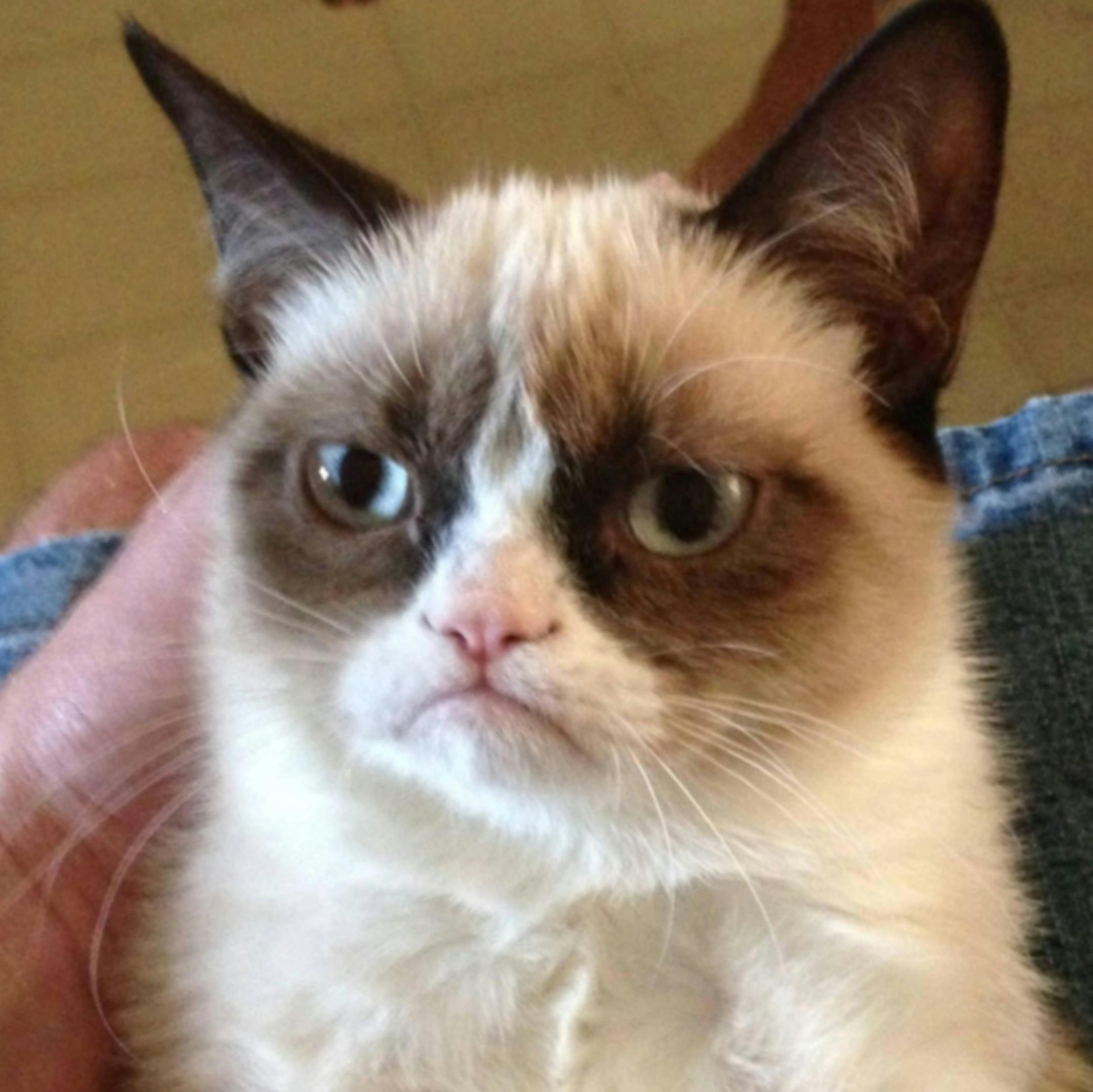 Grumpy Cat