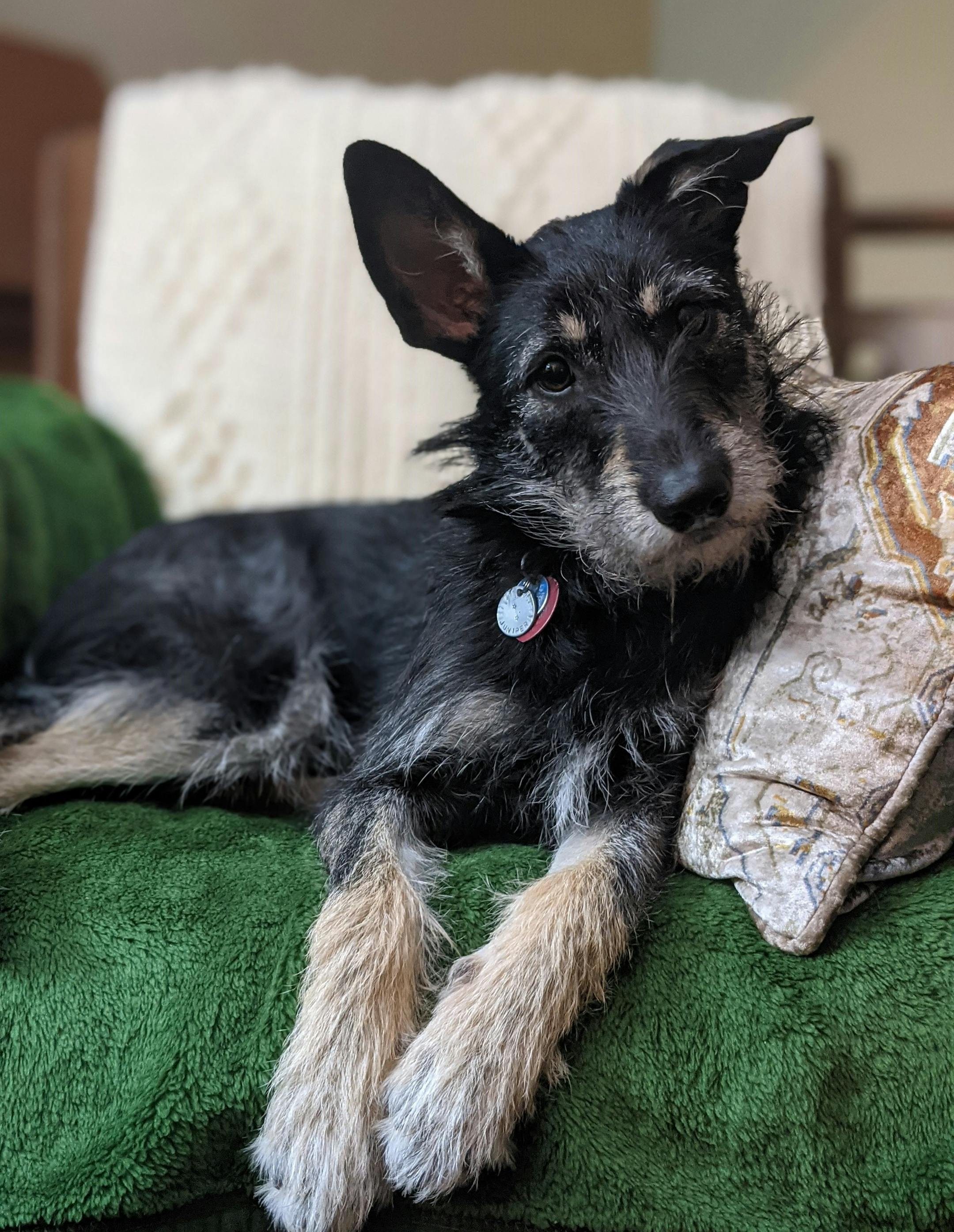 Juniper is a German shepherd/schnauzer mix.