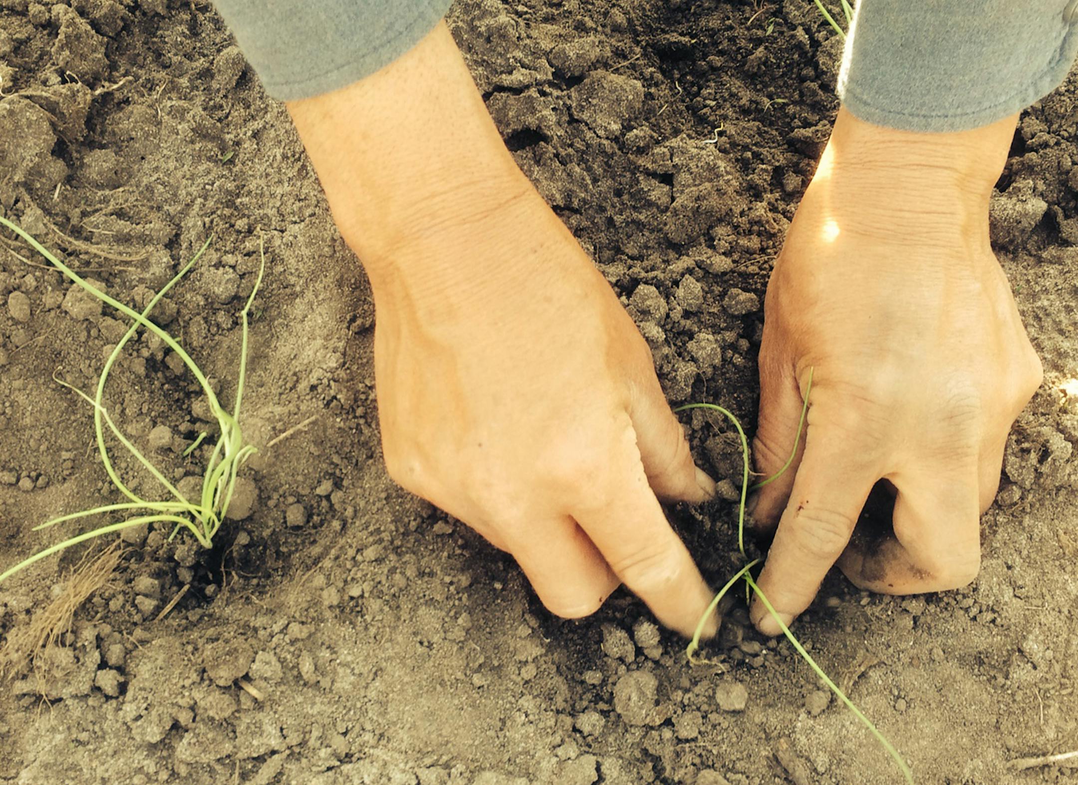 Cooperative member Javier Garcia planted red onion sets in Long Prairie. Budget ID# 526517 Credit: Tom Meersman / Star Tribune