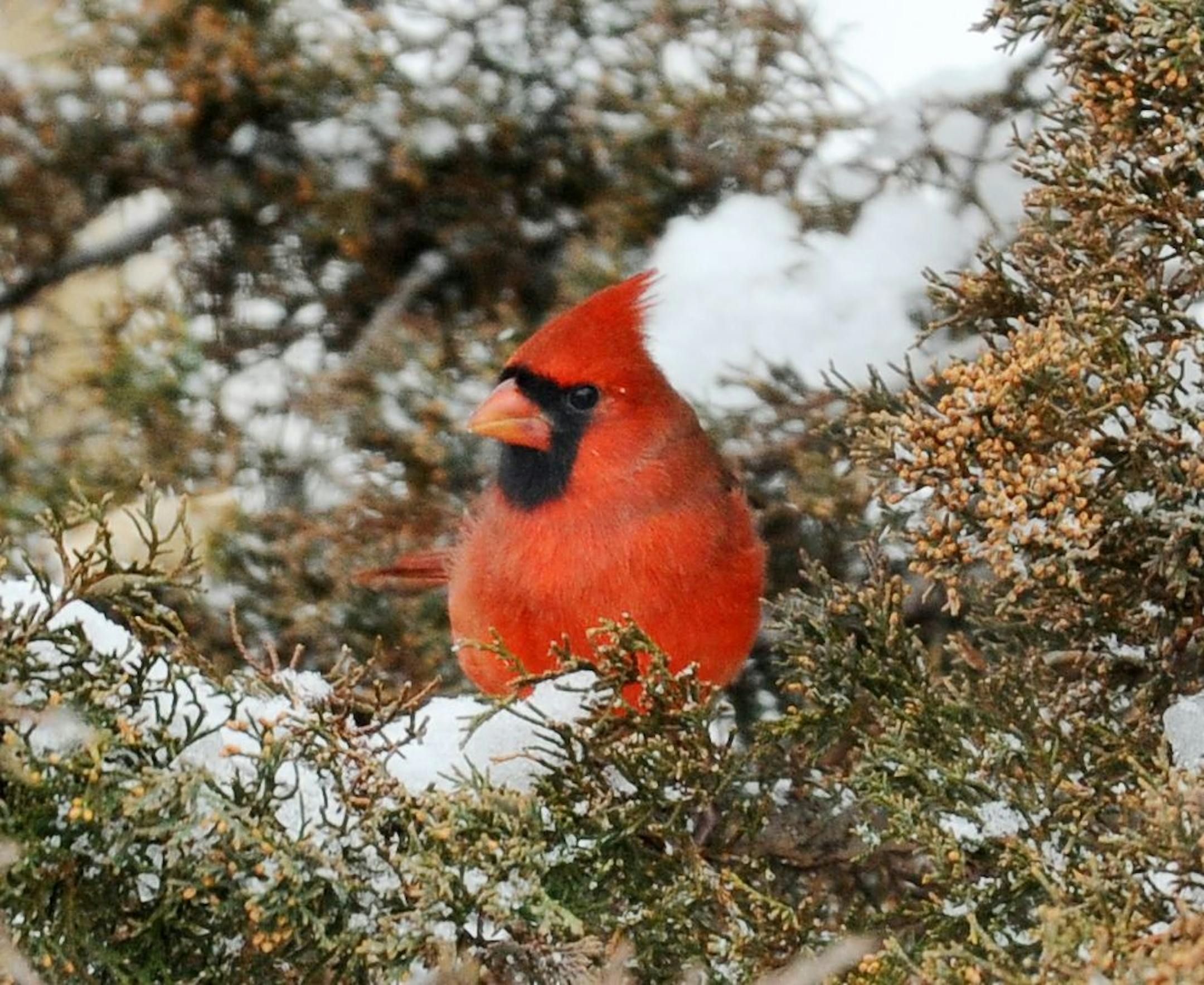 A male cardinal surveys a back yard on a winter's day, possibly with an eye to feasting on black-oil sunflower seeds in a nearby feeder.
