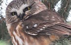 Saw whet owl