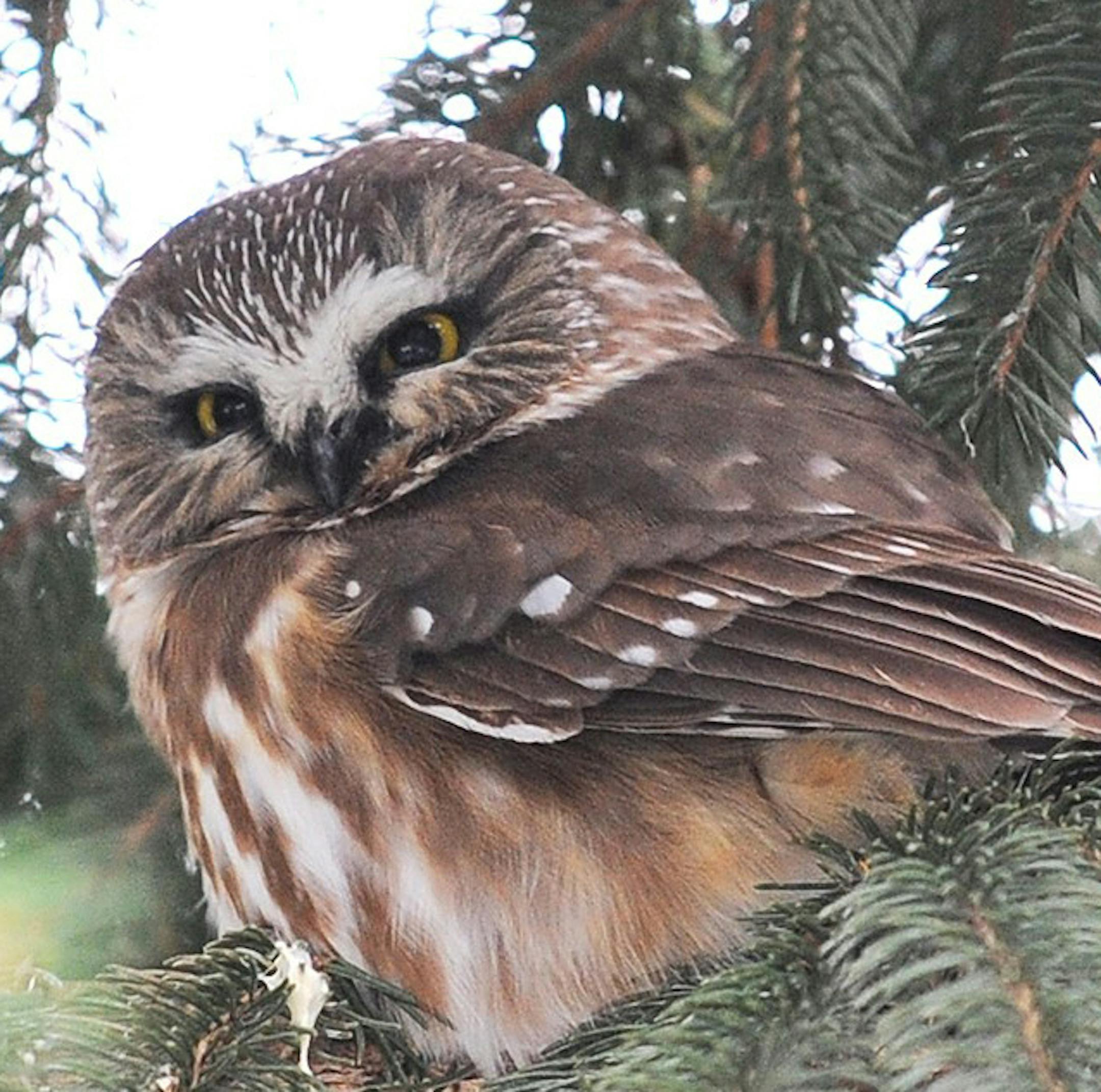 Saw whet owl