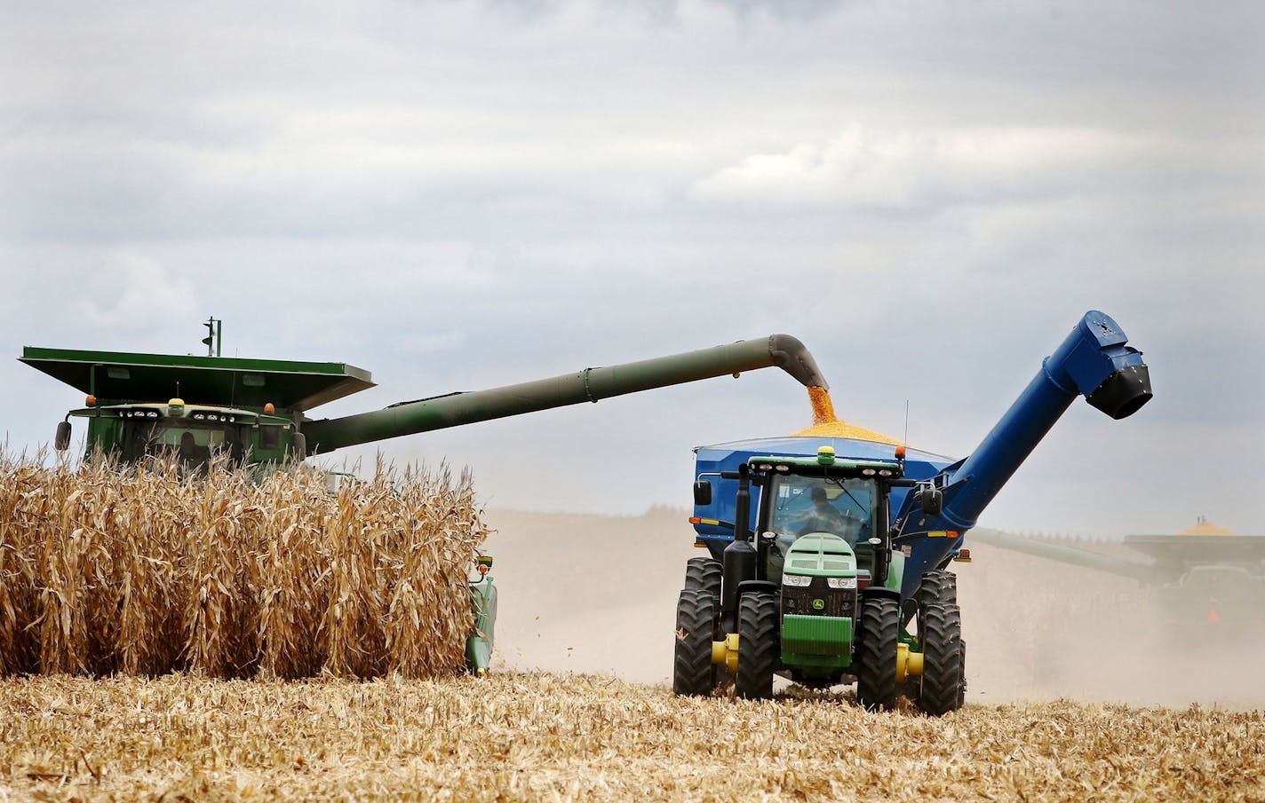 Members of the Peterson family, who operate Far-Gaze Farms, worked harvesting corn on one of their fields, this one 142 acres, Friday, Oct. 9, 2015,near Northfield, MN.](DAVID JOLES/STARTRIBUNE)djoles@startribune.com Crop estimates to be released Friday may show that Minnesota corn and soybean farmers are forecast to produce record crops in 2015, due largely to early planting and adequate summer rain. The healthy crops won't necessarily make farmers rich, since crop prices remain stubbornly low.