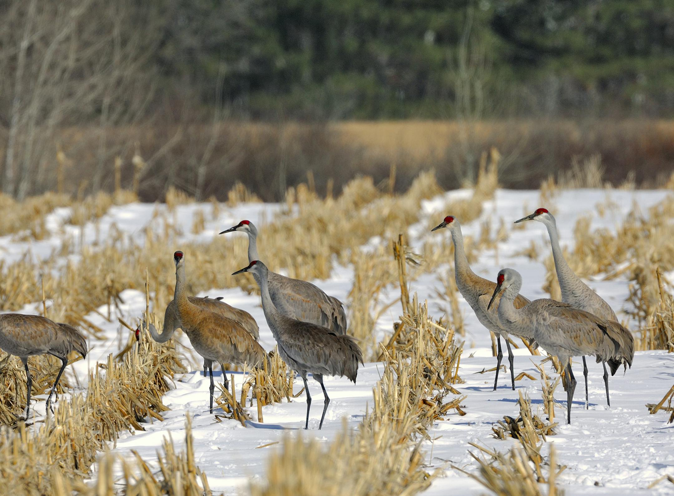 Greater sandhill cranes are early spirng migrants into Minnesota. We often hear them first because of their loud pre-historic sounding voices.